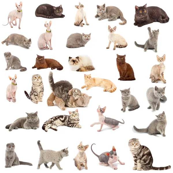 Bir kedi koleksiyonu — Stok fotoğraf