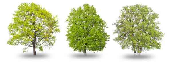 3 つの緑の木 — ストック写真
