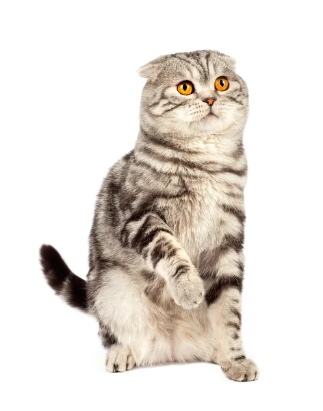 Кішки шотландські капловухі — стокове фото