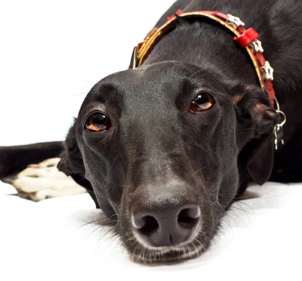 Greyhound close-up — Fotografia de Stock