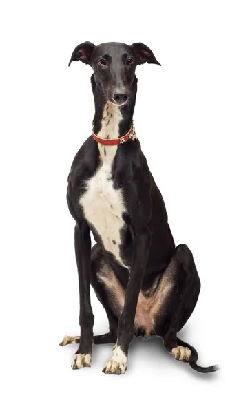 Greyhound — Stock Photo, Image