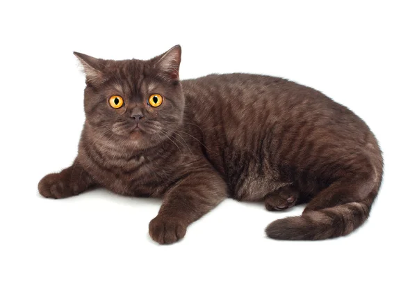 Британський шоколадна кішка — стокове фото