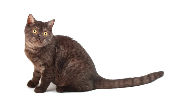Brittiläinen suklaa kissa — kuvapankkivalokuva