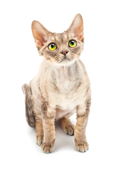 Cat Devon Rex — Stock Photo, Image