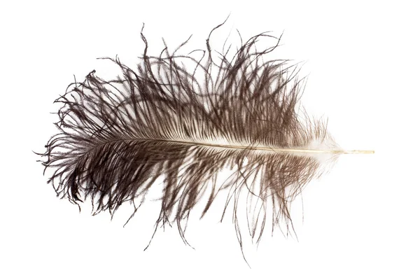 Ostrich feather — Stock Photo, Image