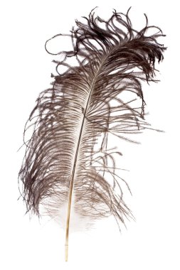 Ostrich feather clipart