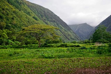 dağ ve orman sisli bir havada. Hawaii.