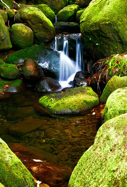 Маленький ручей в джунглях Большого острова. Гавайи . — стоковое фото