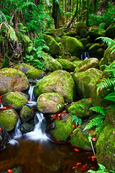 Kleine kreek in de jungle van grote eiland. Hawaii. — Stockfoto