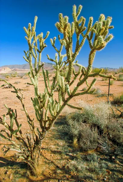 A táj sivatag, arizona államban — Stock Fotó