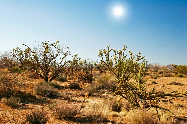 Пейзаж пустыни штата Аризона — стоковое фото