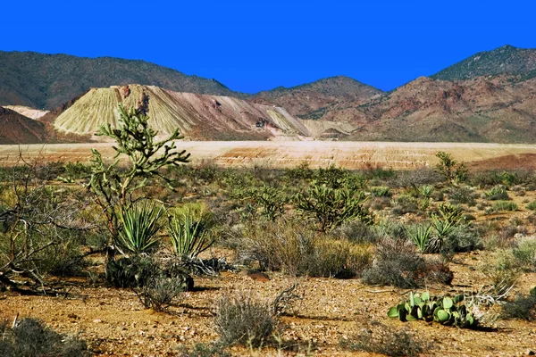 在亚利桑那州沙漠的景观 — 图库照片