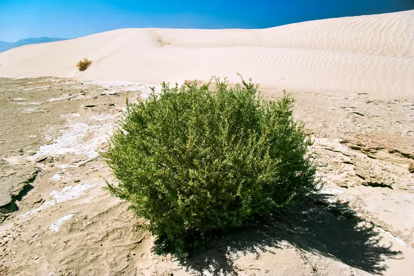 Vita sanddyner, death valley, Kalifornien — Stockfoto