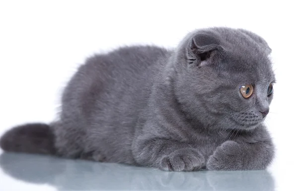 stock image Fold kitten