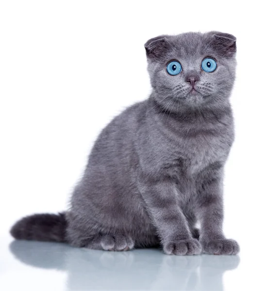 Kat kedi yavrusu — Stok fotoğraf