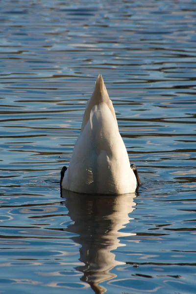 Swan swimming in the kake — Stock Photo, Image