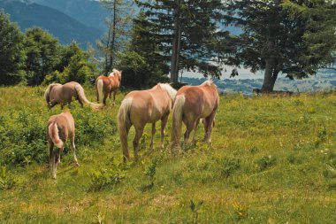 zwolferhorn at ailesi