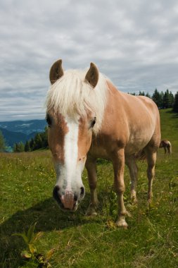 zwolferhorn üzerinde at portresi