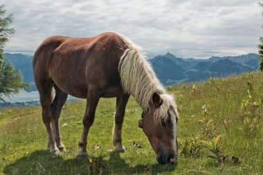 zwolferhorn üzerinde at portresi