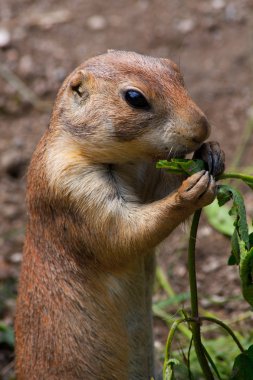 Prairie dog (Cynomis ludovicianus) portrait in Salzburg zoo clipart