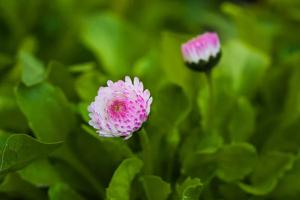Alan çiçek — Stok fotoğraf
