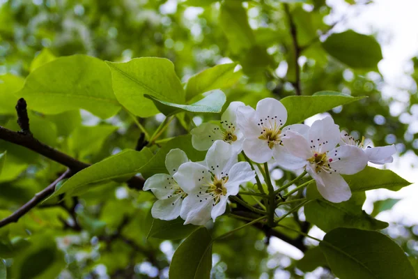 苹果树花 — 图库照片
