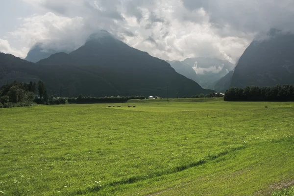 Berge mit grünem Gras — Stockfoto
