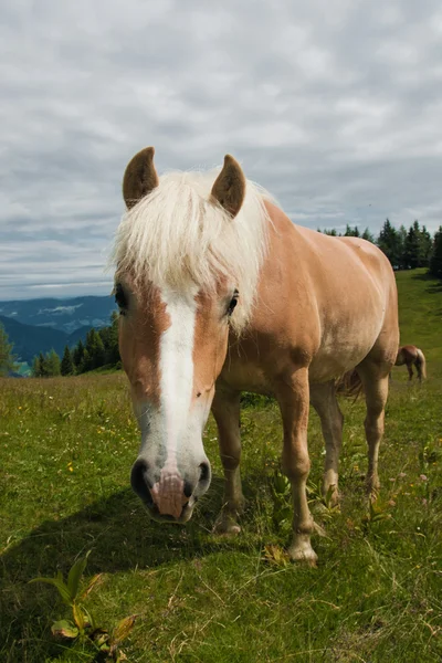 Retrato de caballo en Zwolferhorn — Foto de Stock