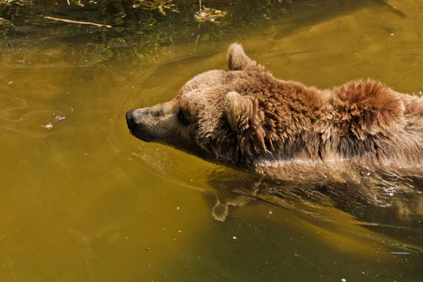 잘츠부르크 동물원에서 곰 초상화 — 스톡 사진