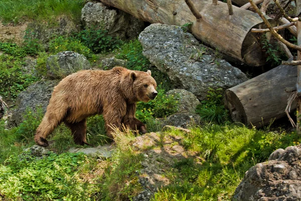 萨尔茨堡动物园里的熊肖像 — 图库照片
