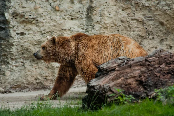 Портрет медведя в Зальцбургском зоопарке — стоковое фото