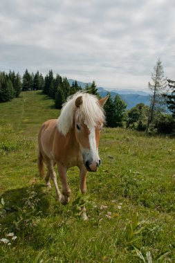 zwolferhorn üzerinde at portresi