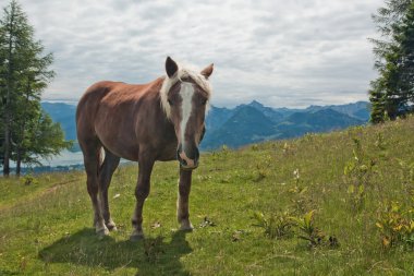 zwolferhorn üzerinde at portresi