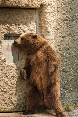 Bear portrait in Salzburg zoo clipart