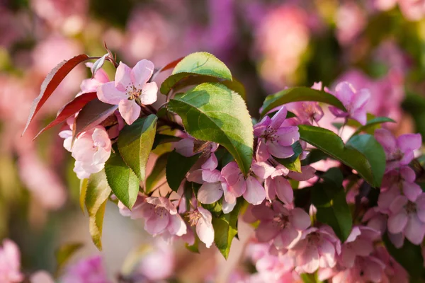 Primavera ping flor de melocotón en el jardín — Foto de Stock