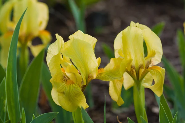 Iris floreciente de cerca —  Fotos de Stock