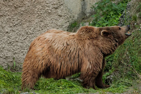 Retrato de urso no zoológico de Salzburgo — Fotografia de Stock