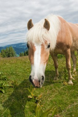 zwolferhorn üzerinde at portresi