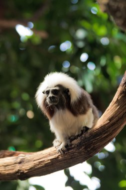 Pamuk-üst tamarins (Saguinus Oedipus)