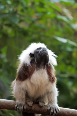 Pamuk-üst tamarins (Saguinus Oedipus)