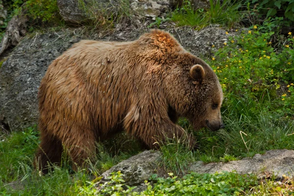 잘츠부르크 동물원에서 곰 초상화 — 스톡 사진