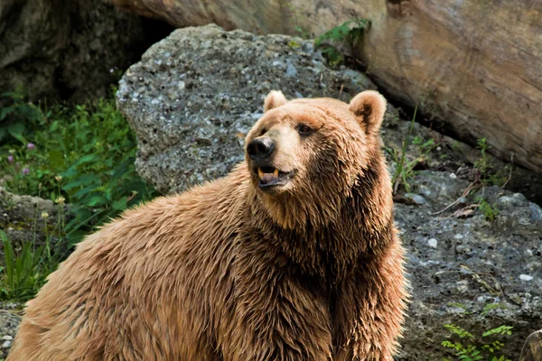 Bear portrait in Salzburg zoo — Stock Photo, Image