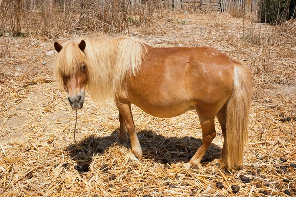 Pony marrón — Foto de Stock