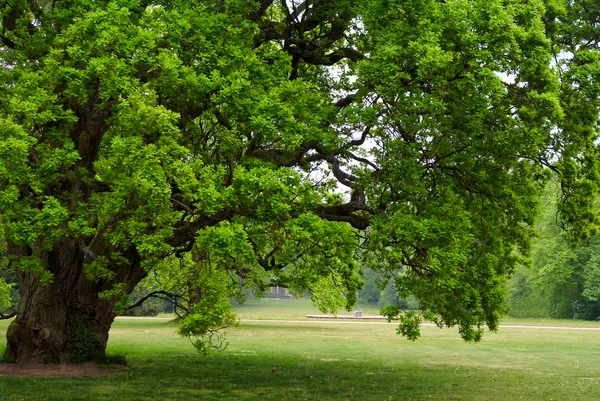 Старый дуб — стоковое фото