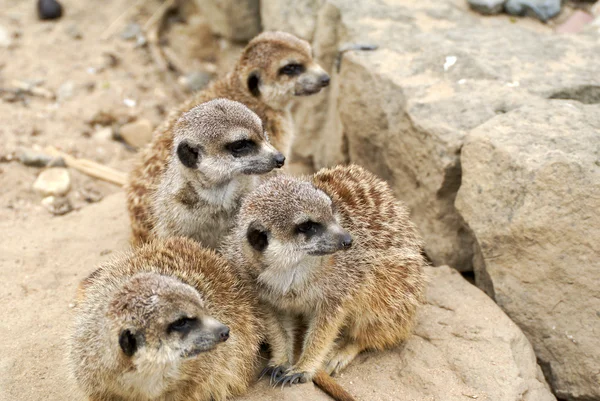 Aile meerkat dışarı bakmak — Stok fotoğraf
