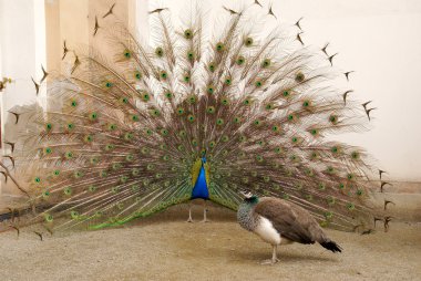 Male peacock tail spread tail-feathers clipart