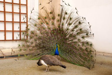 Male peacock tail spread tail-feathers clipart