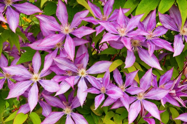 Purple clematis flower heads — Stock Photo, Image