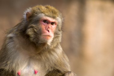 Macaque portrait clipart