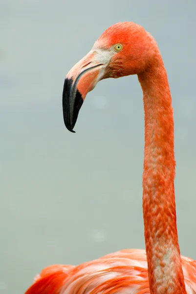 stock image Pink flamingo portrait